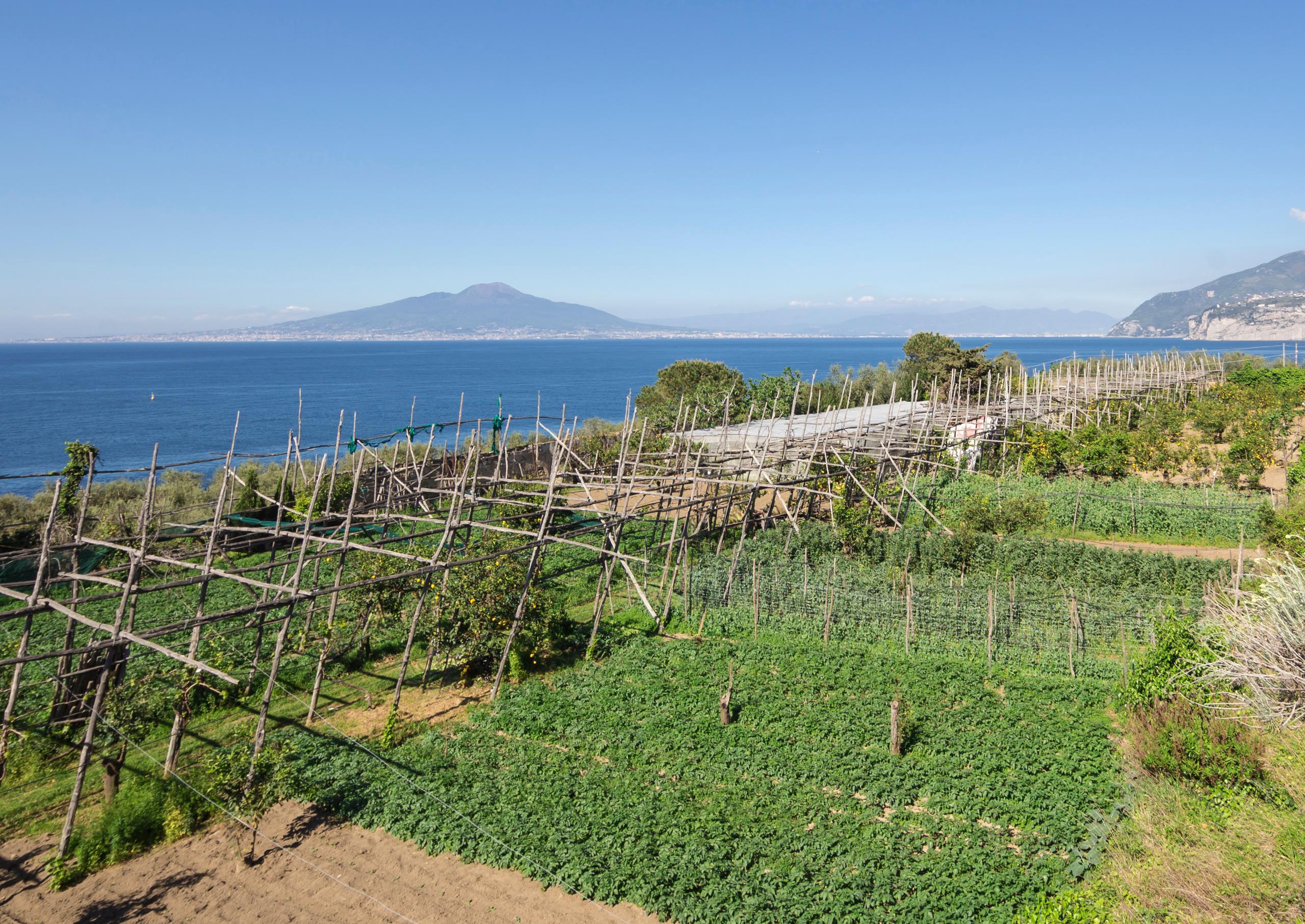 L’agricoltura biologica